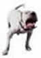 Soundproof Windows for NOISE from Barking Dogs